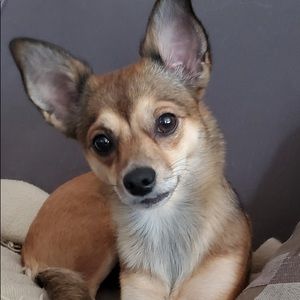 Meet your Posher, Abigail